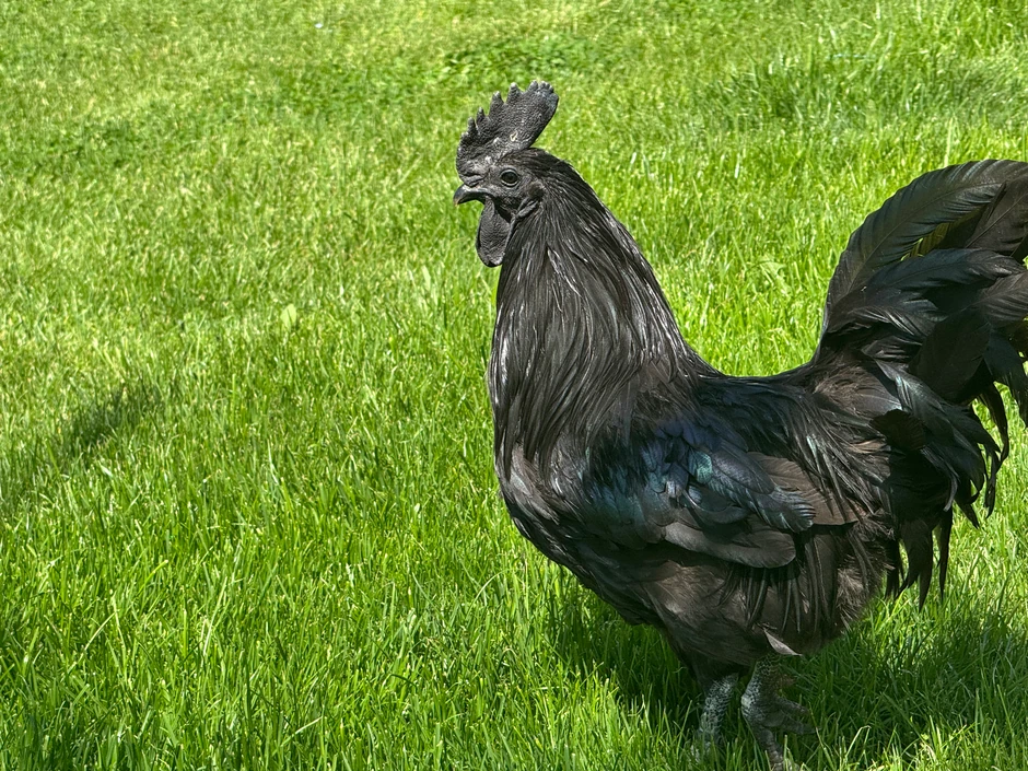 Najskuplje kokoške na svetu