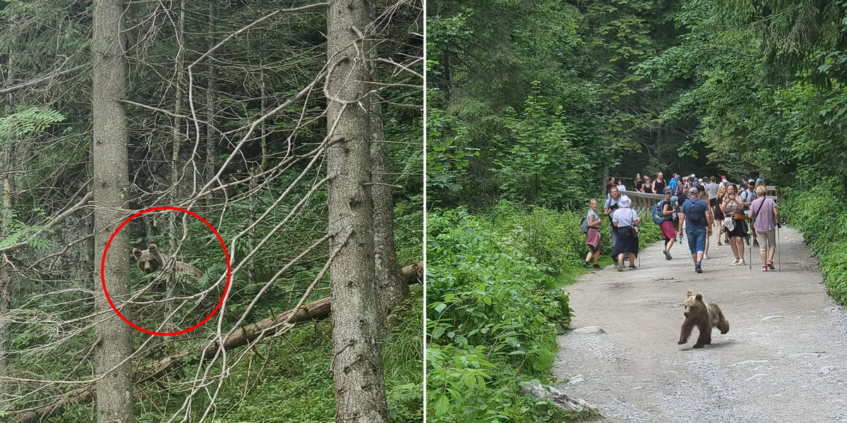 Tatry. Niedźwiadek pojawił się w szlaku w Dolinie Kościeliskiej. Gdy zbiegł ze szlaku schował się w zaroślach.