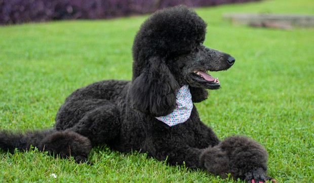 pudla foto shutterstock