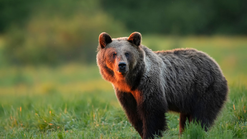 Tatry. Niedźwiedzie pojawiają się w okolicach osiedli