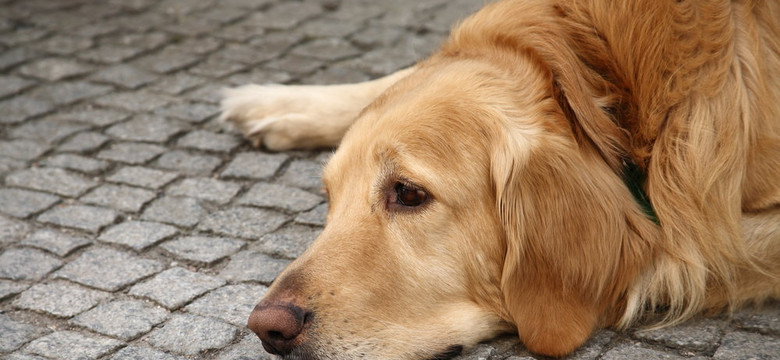 Psy wyczuwają zapach ludzkiego stresu. Stają się przez to pesymistami