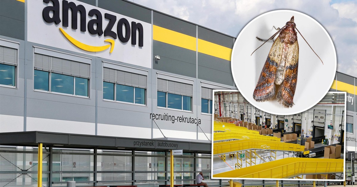 Mole opanowały magazyn Amazona w Sosnowcu. Pracownicy alarmują o pladze owadów