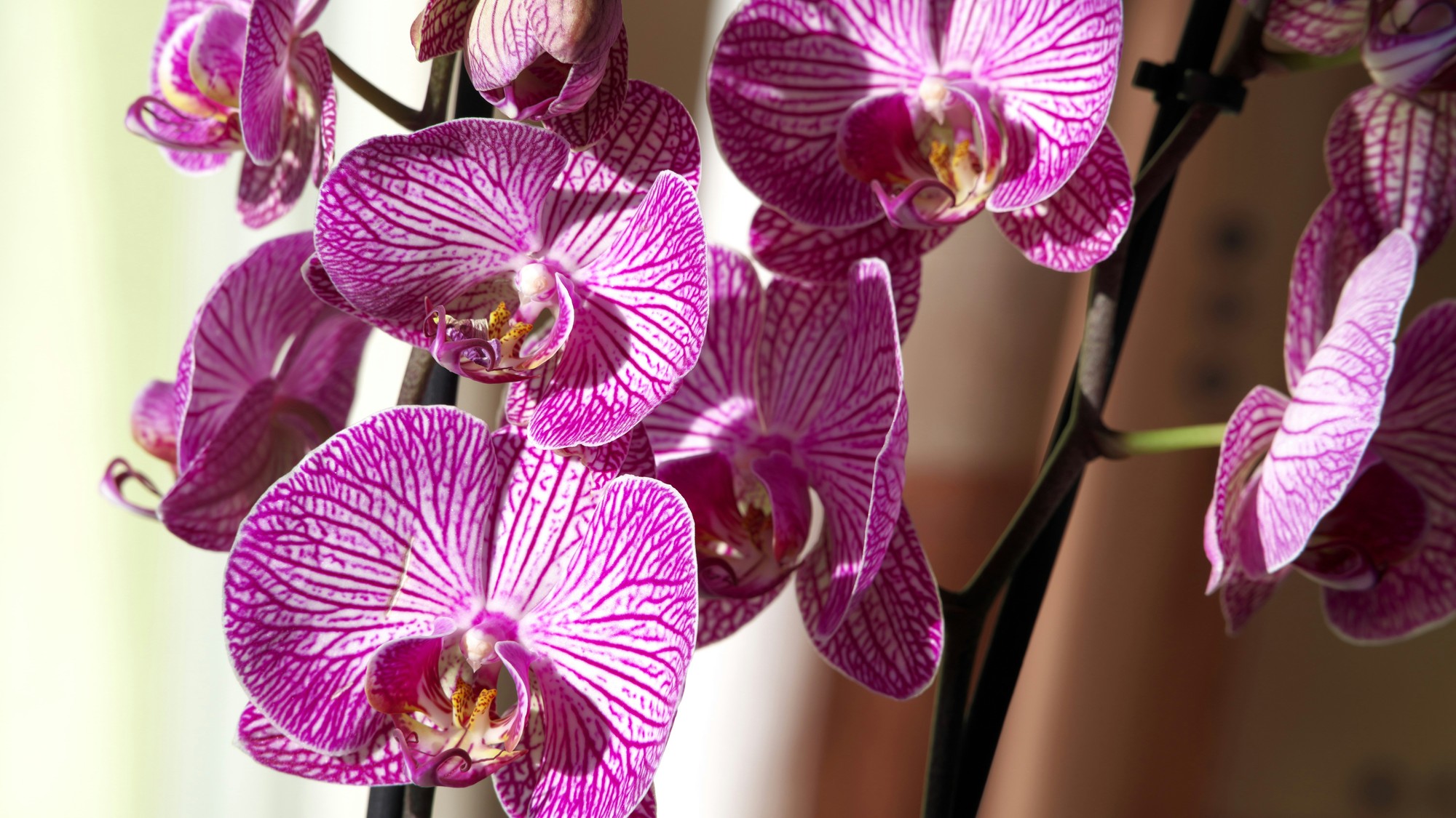 Orchidea je jednou z najobľúbenejších kvitnúcich rastlín.