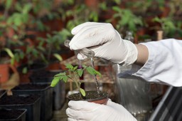 Rośliny a prawa autorskie: Czy GMO można ściągnąć z sieci?