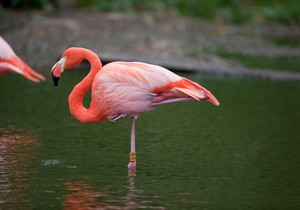 zašto flamingosi stoje na jednoj nozi