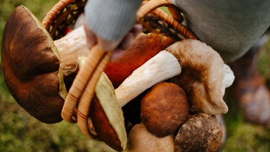 Nawet 10 zł za sztukę. Cena za te grzyby zwala z nóg