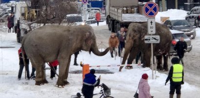 Szok w Rosji. Po ulicach miasta biegały słonie