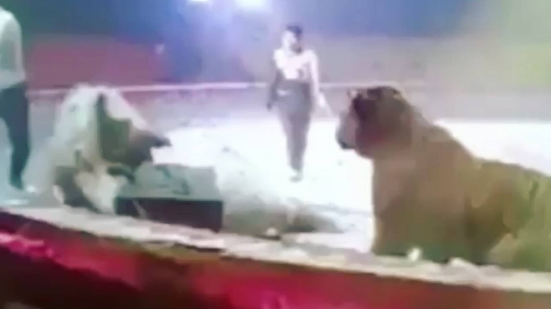 Ilyen állapotok uralkodnak a kínai cirkuszokban – Sokkoló felvétel!