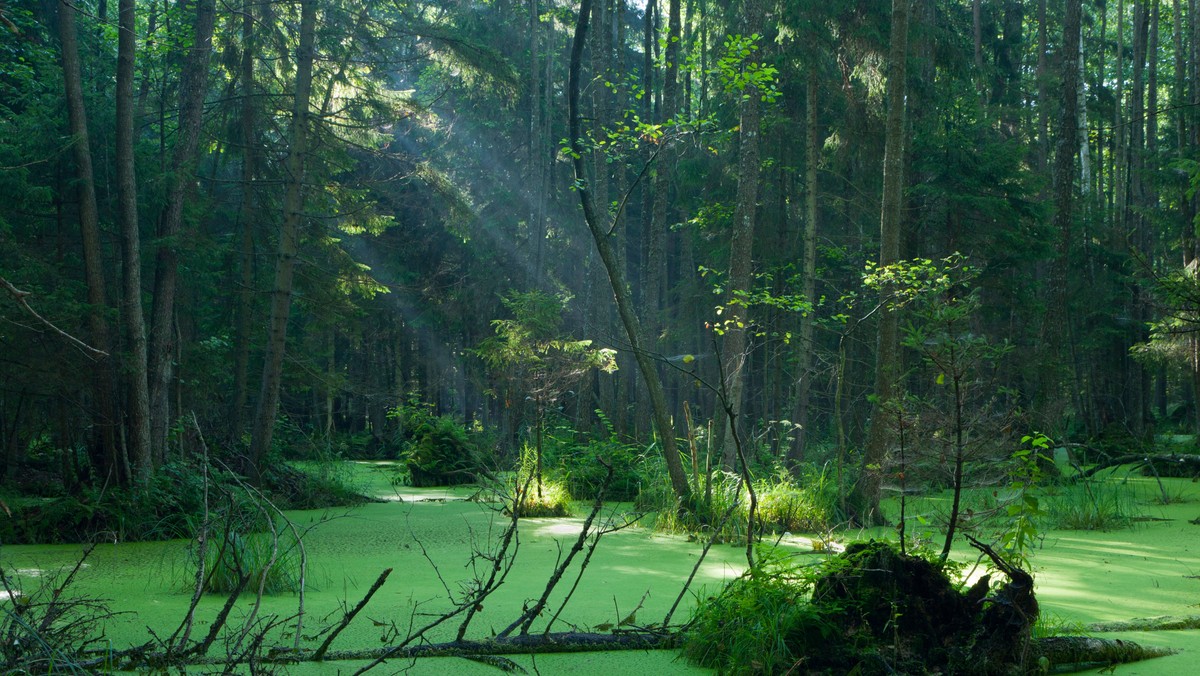 W tym roku Białowieski Park Narodowy nie podpisze z rolnikami umów na dzierżawę łąk na potrzeby żubrów, lubiących w tych miejscach przebywać i żerować. Narodowy Fundusz Ochrony Środowiska unieważnił konkurs, w którym park starał się o pieniądze na ten cel.