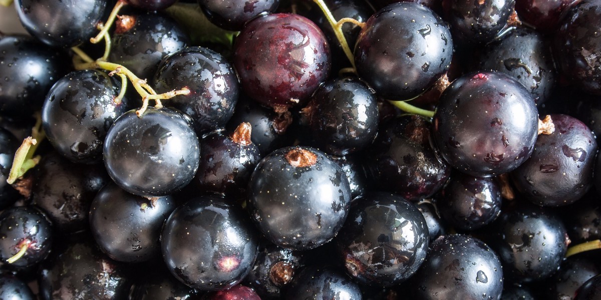 Why 99.9% of Americans have never tasted blackcurrant but Europeans love it