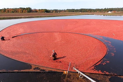 100 miliardów owoców w 6 tygodni. Tak wyglądają zbiory żurawiny