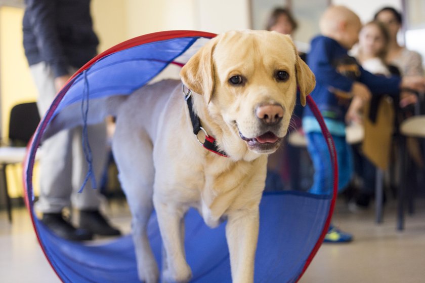 W towarzystwie takiego biszkoptowego labradora zapomina się o chorobie