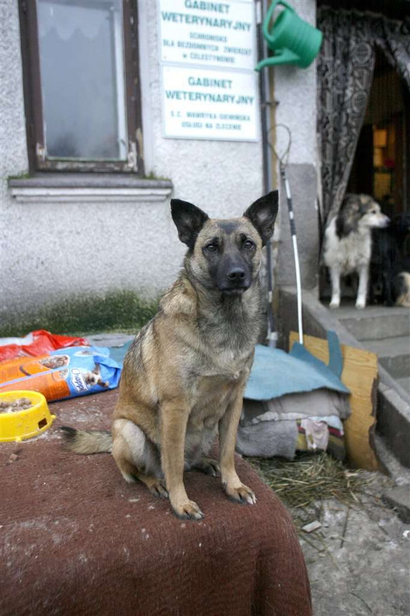 Schronisko w Celestynowie ma zostać zlikwidowane