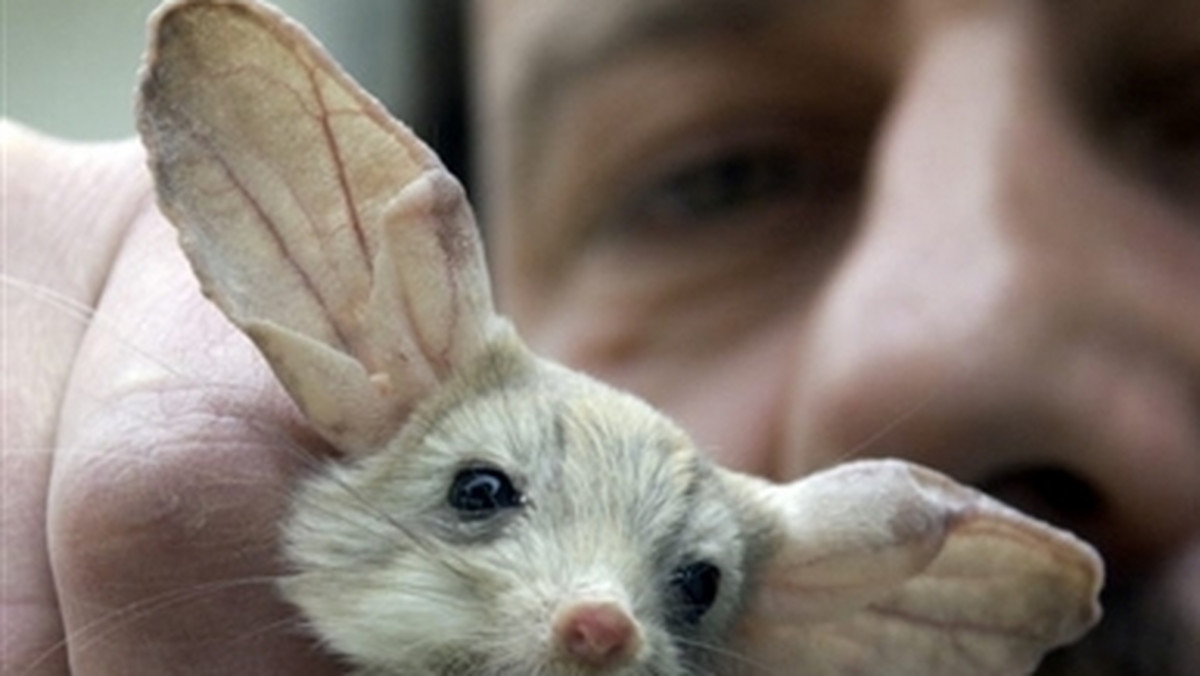 GERMANY-LONG-EARED-JERBOA