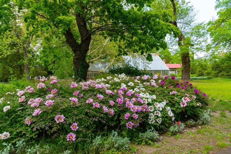 Jak wygląda wieloletnia piwonia drzewiasta? Osiąga duże rozmiary i rośnie w formie rozłożystego krzewu jak na zdjęciu.