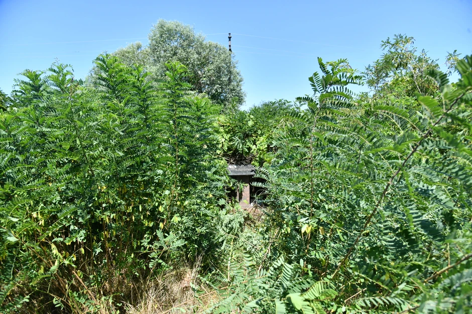 Jelena Marjanović  zarasla spomen ploča