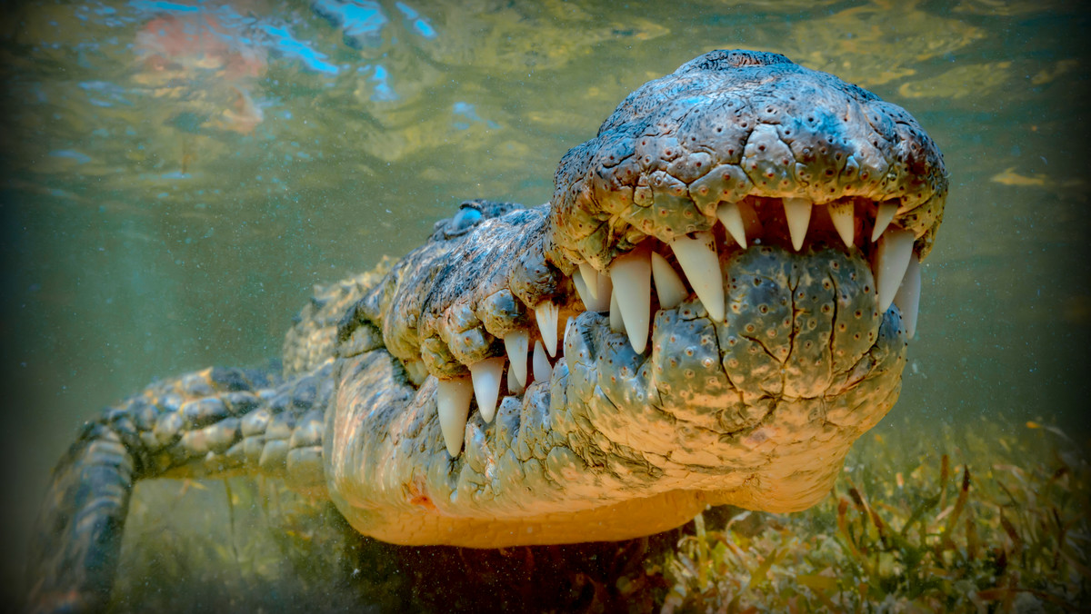 <strong>Strażnicy dzikiej przyrody złapali 350-kilogramowego krokodyla różańcowego o długości 4,4 metra w odwiedzanym przez turystów parku przyrody w Terytorium Północnym w Australii. Jest to największy od lat okaz odłowiony na tym obszarze.</strong>