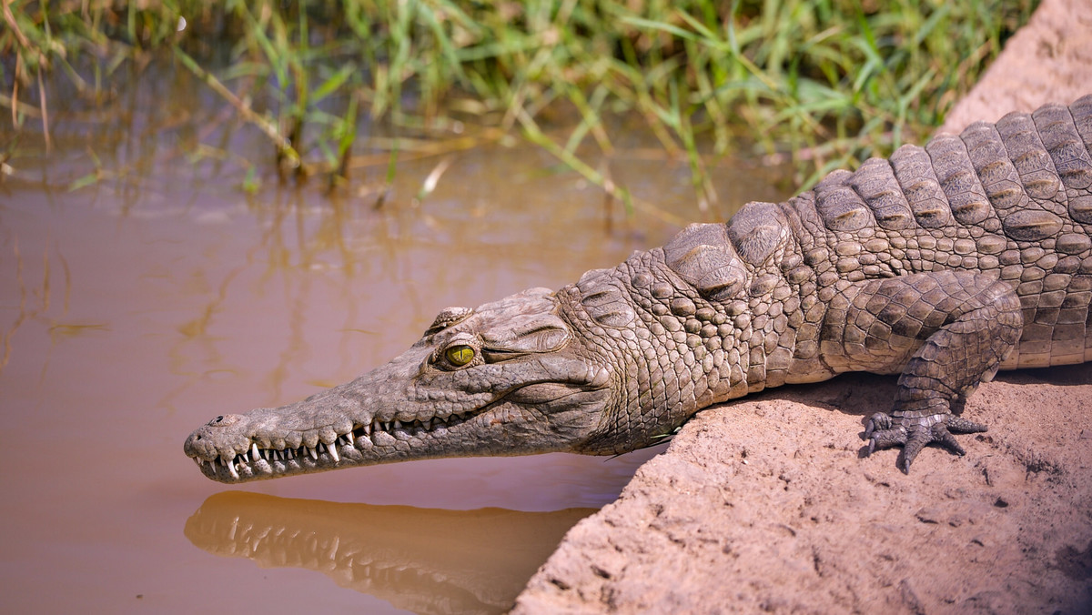 Krokodyl wciągnął 14-latkę pod wodę. Znaleźli tylko strzępki