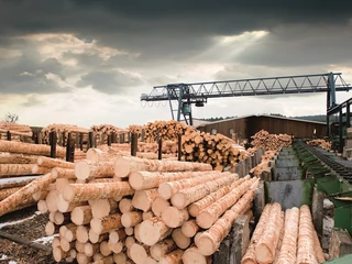 Najwięcej firm związanych z przemysłem drzewnym jest w województwie mazurskim
