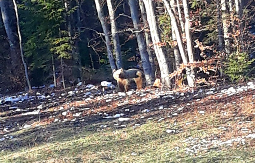 Medved je samo na trenutak pogledao šetače