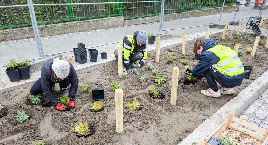 Na Wildzie przybędzie zieleni, i to na sporym terenie – o powierzchni prawie 500 mkw. Po wschodniej stronie ul. Czarnieckiego usunięto bruk i na miejscu nieużywanej już nawierzchni rozpoczęto sadzenie drzew, krzewów i bylin.