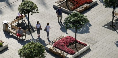 Nowa aplikacja w Katowicach. Dzięki niej posadzisz drzewo