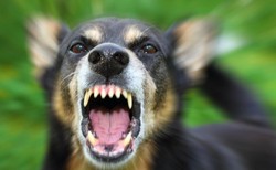 Policja bada sprawę zabicia psa. 36-latek musiał strzelać cztery razy? "To może ciężkie do zrozumienia, ale cel był w ruchu"