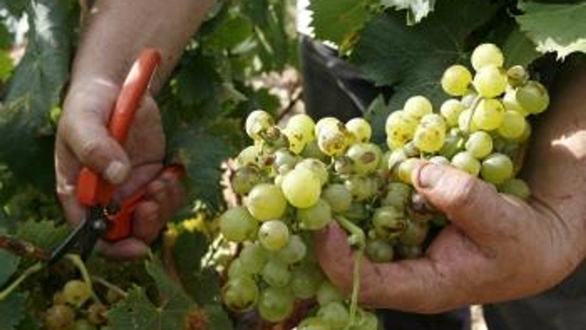 Zbiór winogron we francuskim Rivesaltes. Fot. PAP/EPA