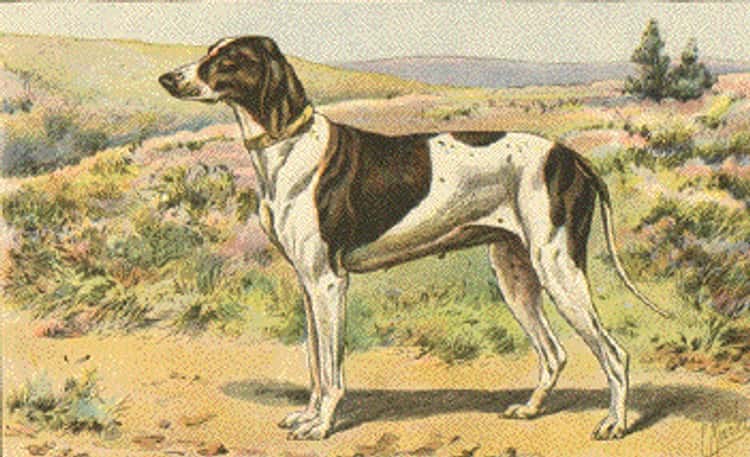 Braque du Puy.