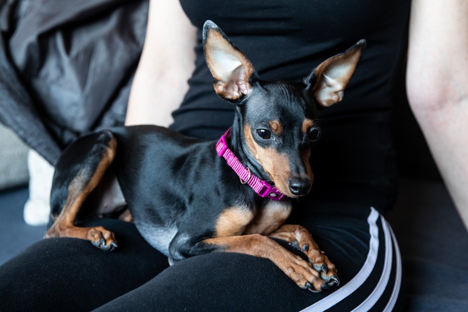 Pepsit két napig az egész ország kereste / Fotó: Zsolnai Péter