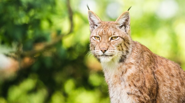 W tym roku środki z Wild Run będą przeznaczone dla dziko żyjących zwierząt w Polsce m.in. rysi