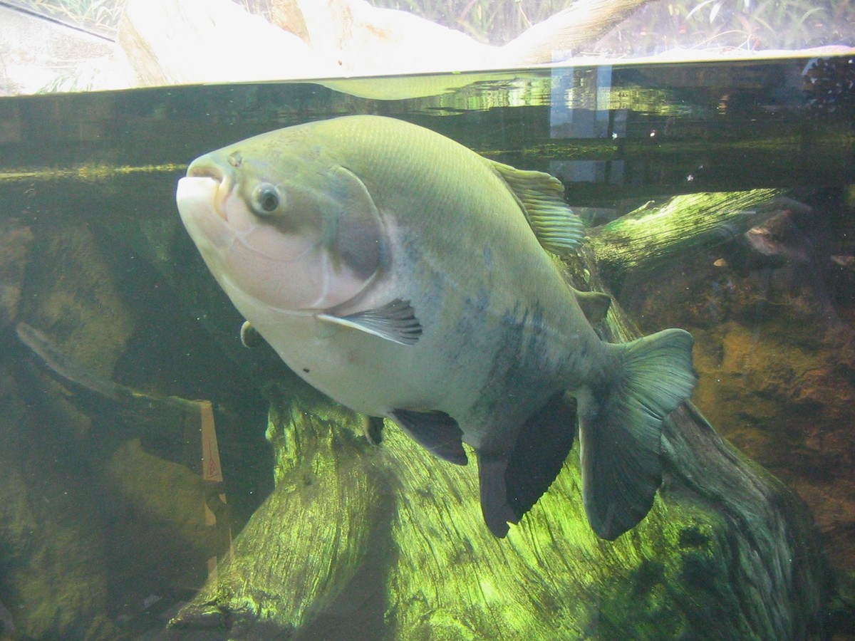 Ryba pacu