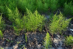 Zaraza ziemniaczana na pomidorach: jak zapobiegać? [OPRYSK]