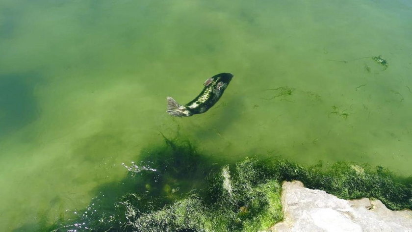 Hiszpania: foka zarośnięta wodorostami w zoo w Santander