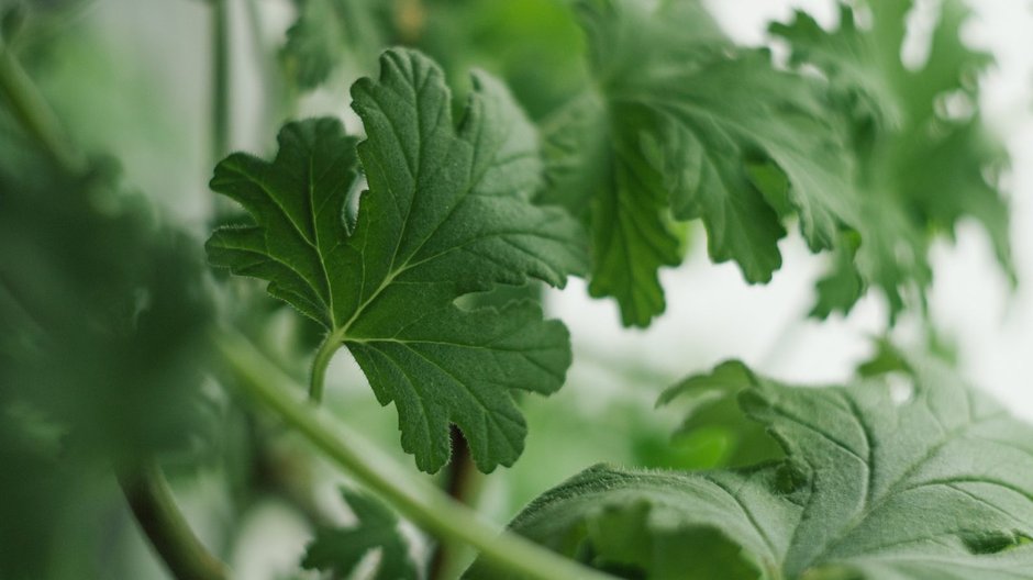 Pelargonia pachnąca (Pelargonium graveolens)