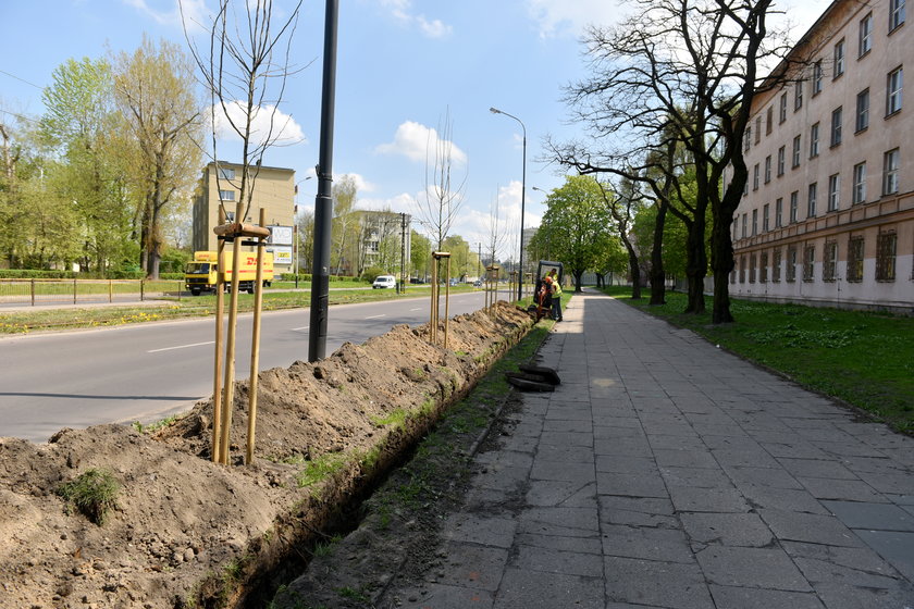 przekopali rów przez aleję głogów