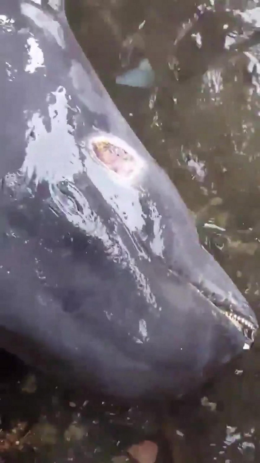 Mauritius: kilkanaście martwych delfinów na plaży. To przez wyciek ropy?