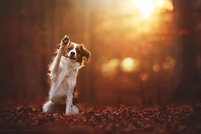 autumn-dog-photography-anne-geier-21