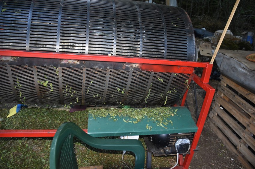 Plantaža marihuane u Crnoj Gori