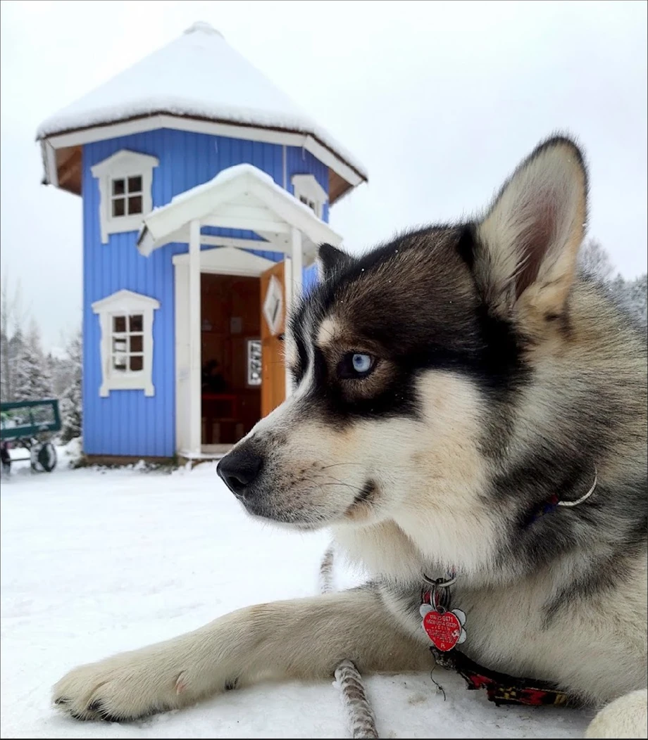 Pies husky i replika domku Muminków w fińskiej wiosce Kalevala w Borowicach