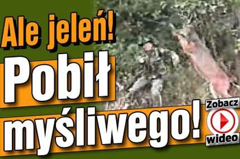 Ale jeleń! Pobił myśliwego! WIDEO