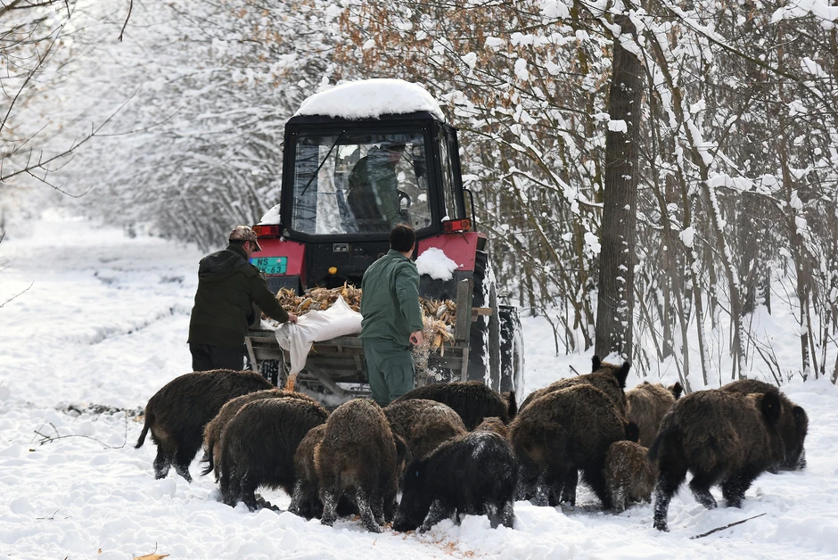 Divlje svinje mogu da budu pretnja