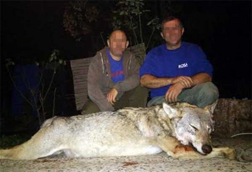 IŽIVLJAVANJE LOVACA Ubili vuka, pa ga komadali i stavljali slike na Fejsbuk