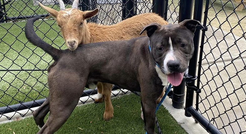 Cinnamon and Felix are besties.Wake County Animal Center