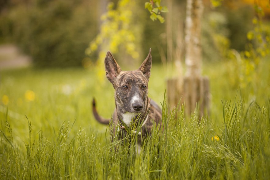 Pies podenco