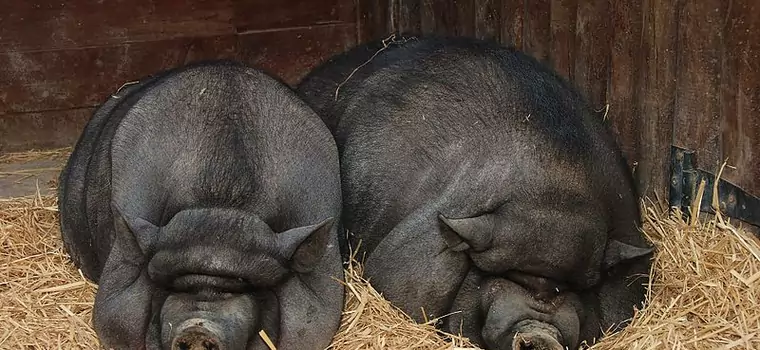 Ale Folwark - sympatyczna gra farmerska. W rzeczywistości tak słodko nie było...