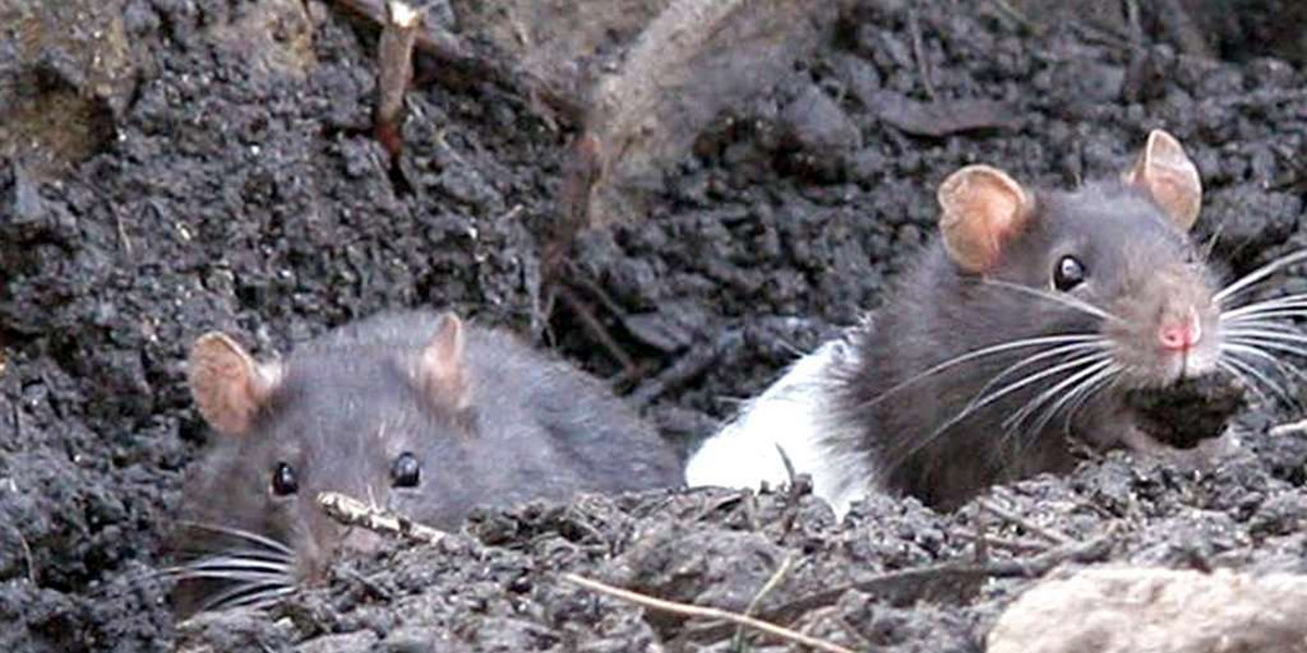Szczury rządzą na Plantach