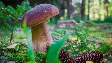 Unikalna wystawa żywych grzybów z Puszczy Białowieskiej