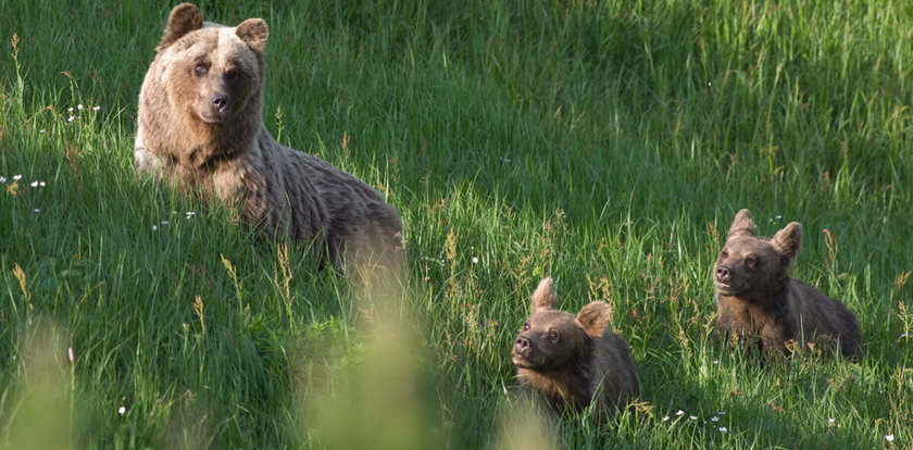 W Tatrach znów zabito niedźwiedzicę. Jedno z jej młodych wysłano do zoo. Powód szokuje