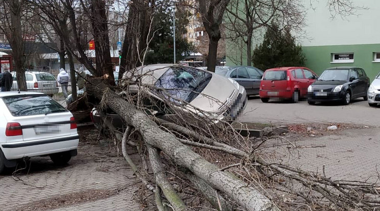 Fa dőlt egy autóra a viharban a Nyár utcában / Fotó: Olvasóriporter